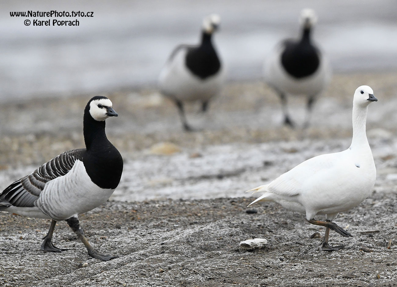 Branta leucopsis, Berneška bělolící