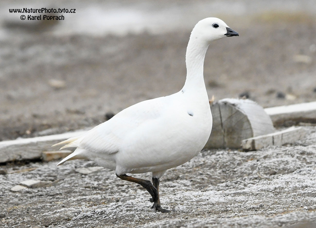Branta leucopsis, Berneška bělolící