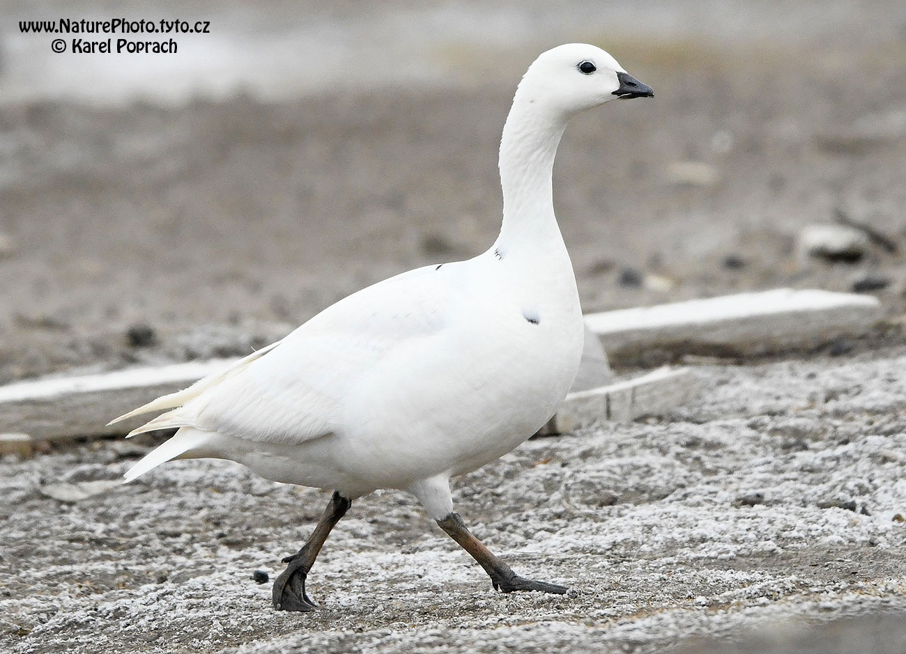 Branta leucopsis, Berneška bělolící