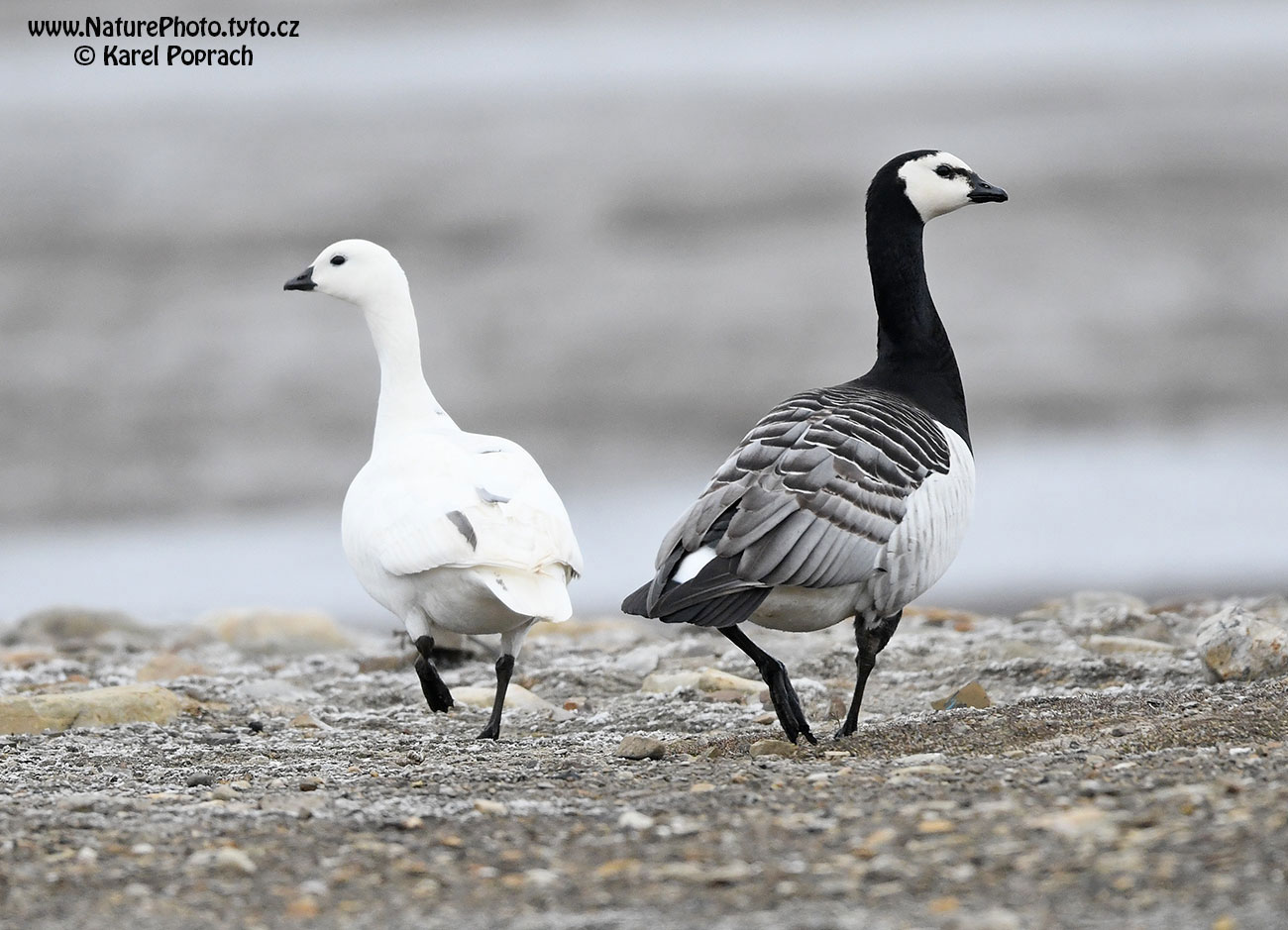 Branta leucopsis, Berneška bělolící