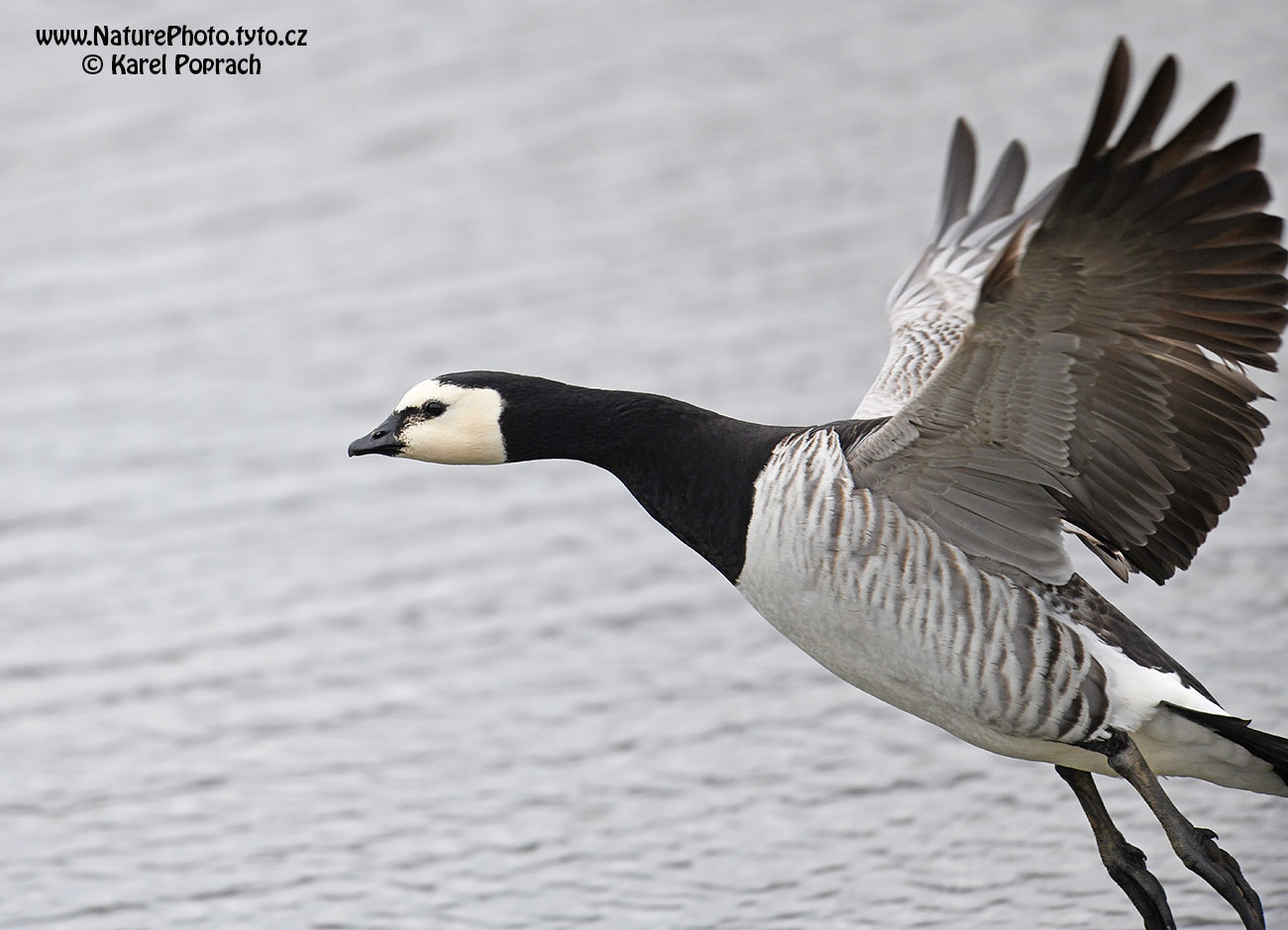 Branta leucopsis, Berneška bělolící