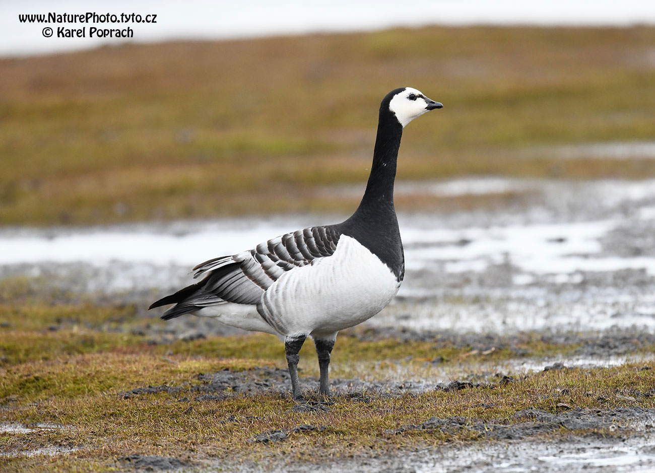 Branta leucopsis, Berneška bělolící