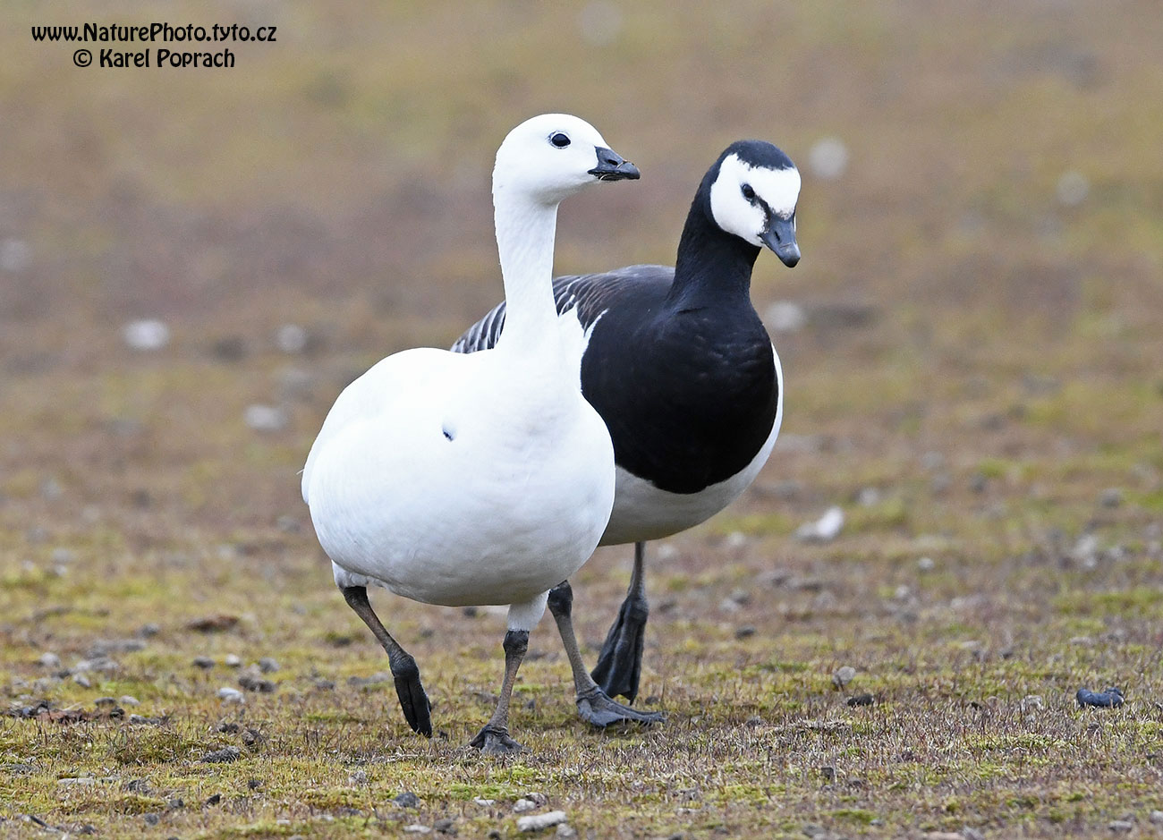 Branta leucopsis, Berneška bělolící