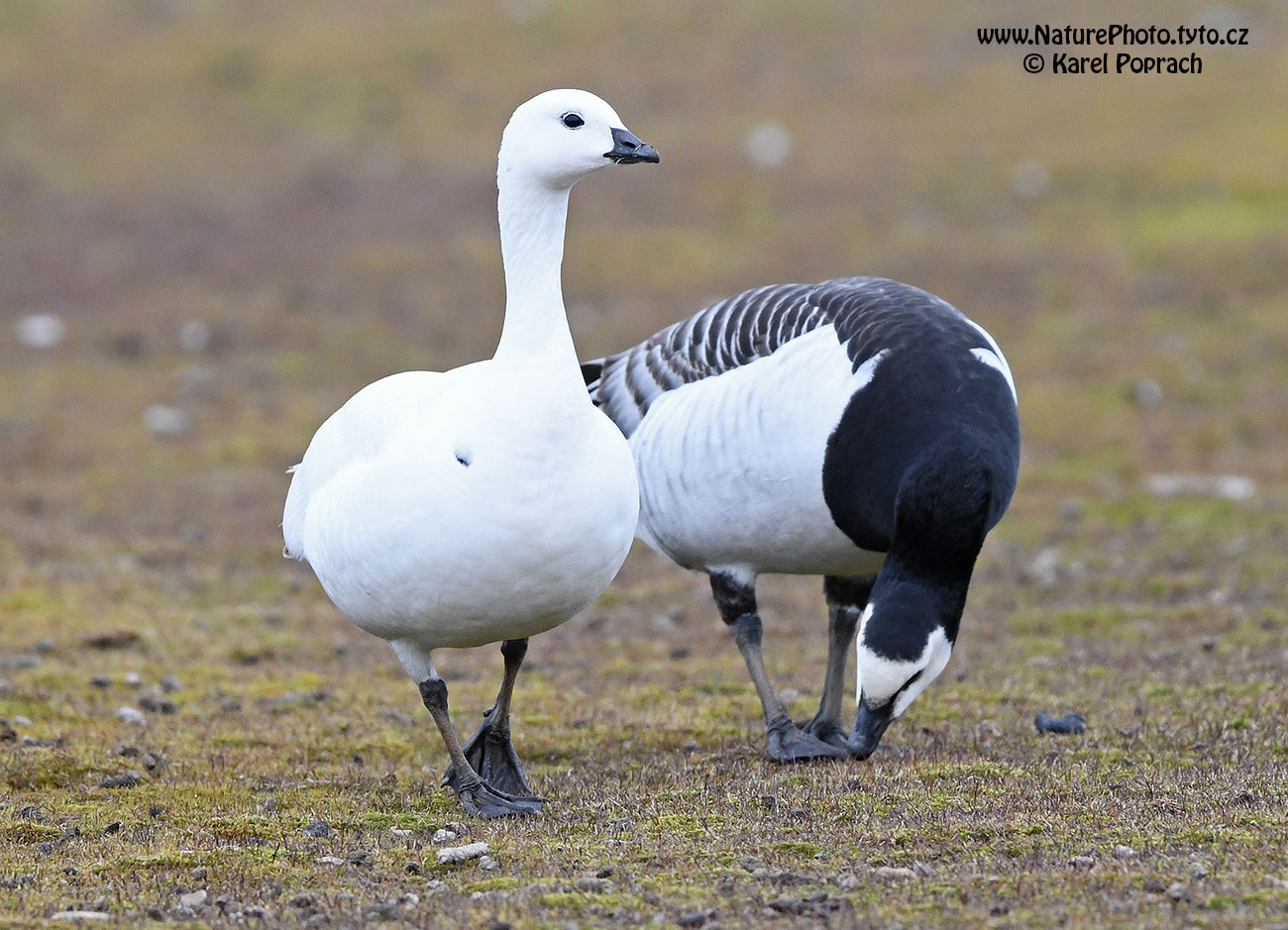 Branta leucopsis, Berneška bělolící