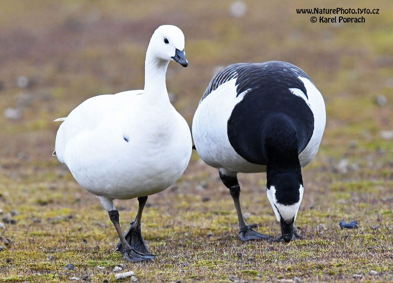 Branta leucopsis, Berneška bělolící