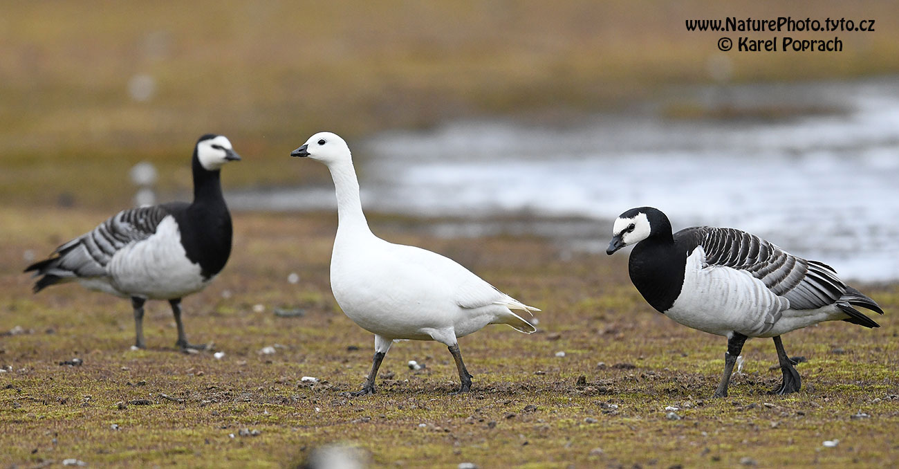 Branta leucopsis, Berneška bělolící