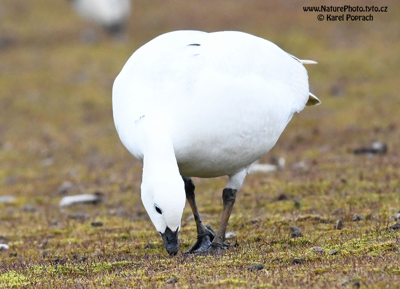 Branta leucopsis, Berneška bělolící