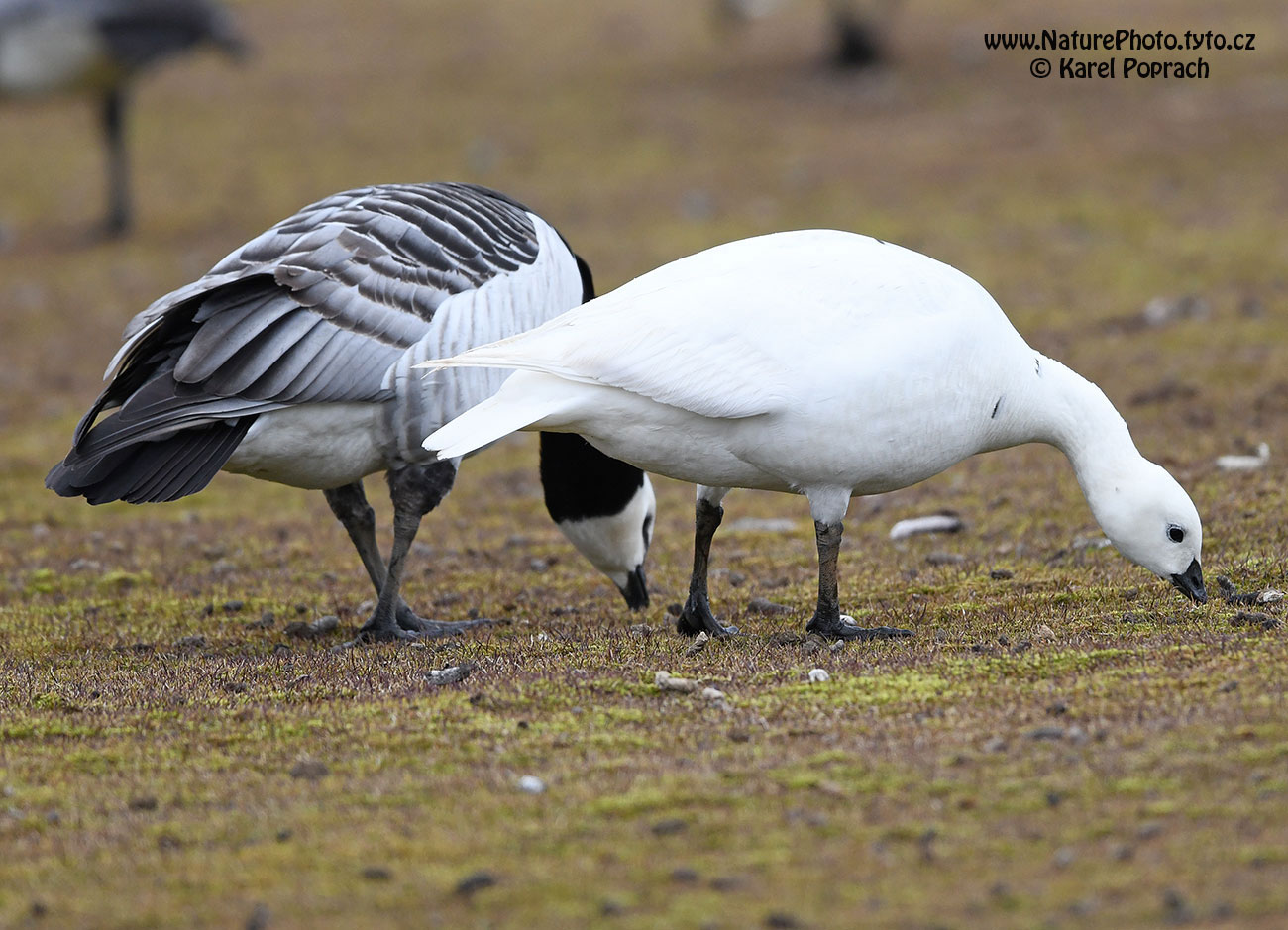 Branta leucopsis, Berneška bělolící