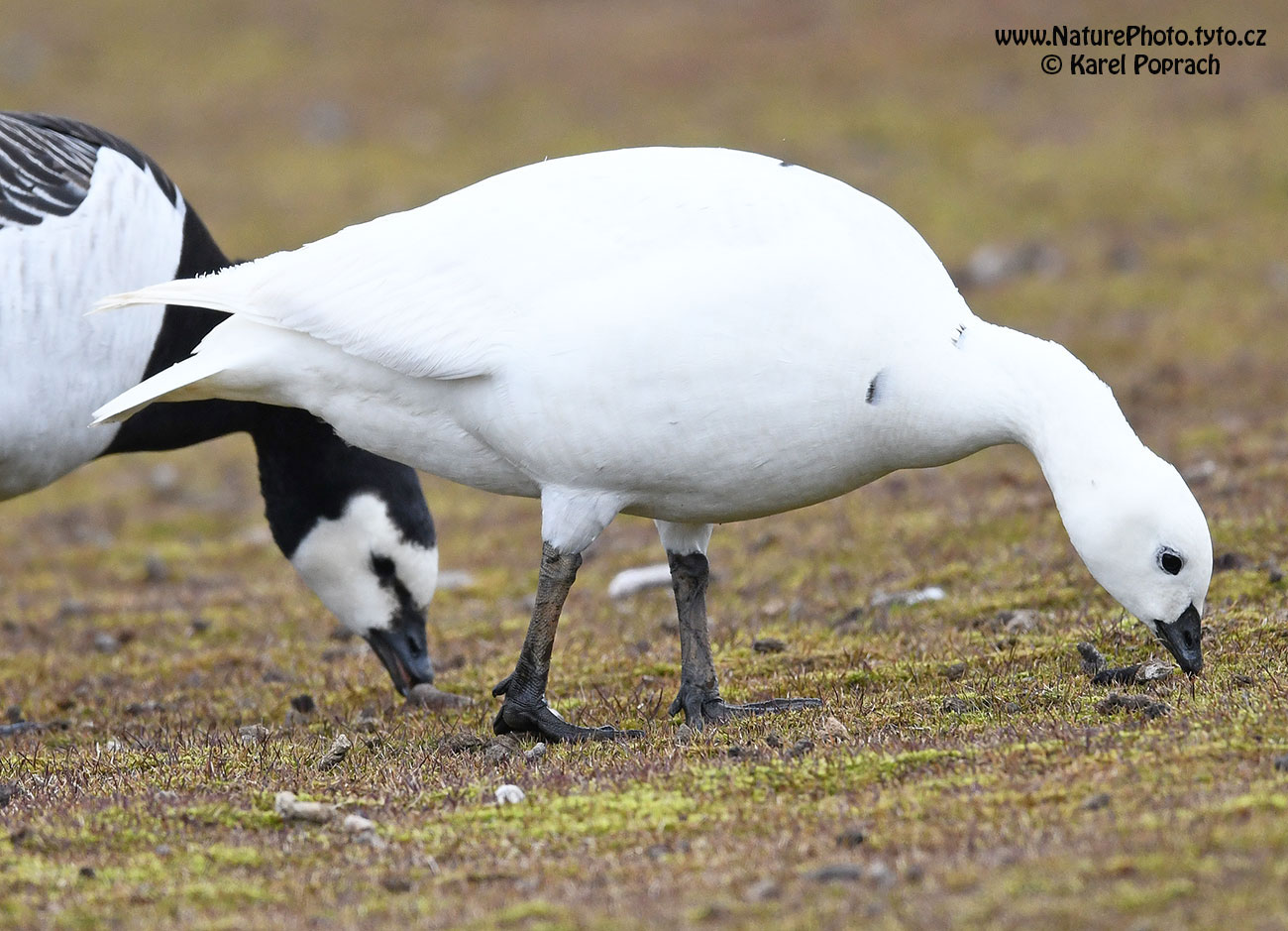 Branta leucopsis, Berneška bělolící