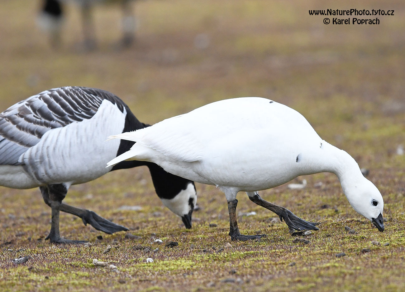 Branta leucopsis, Berneška bělolící