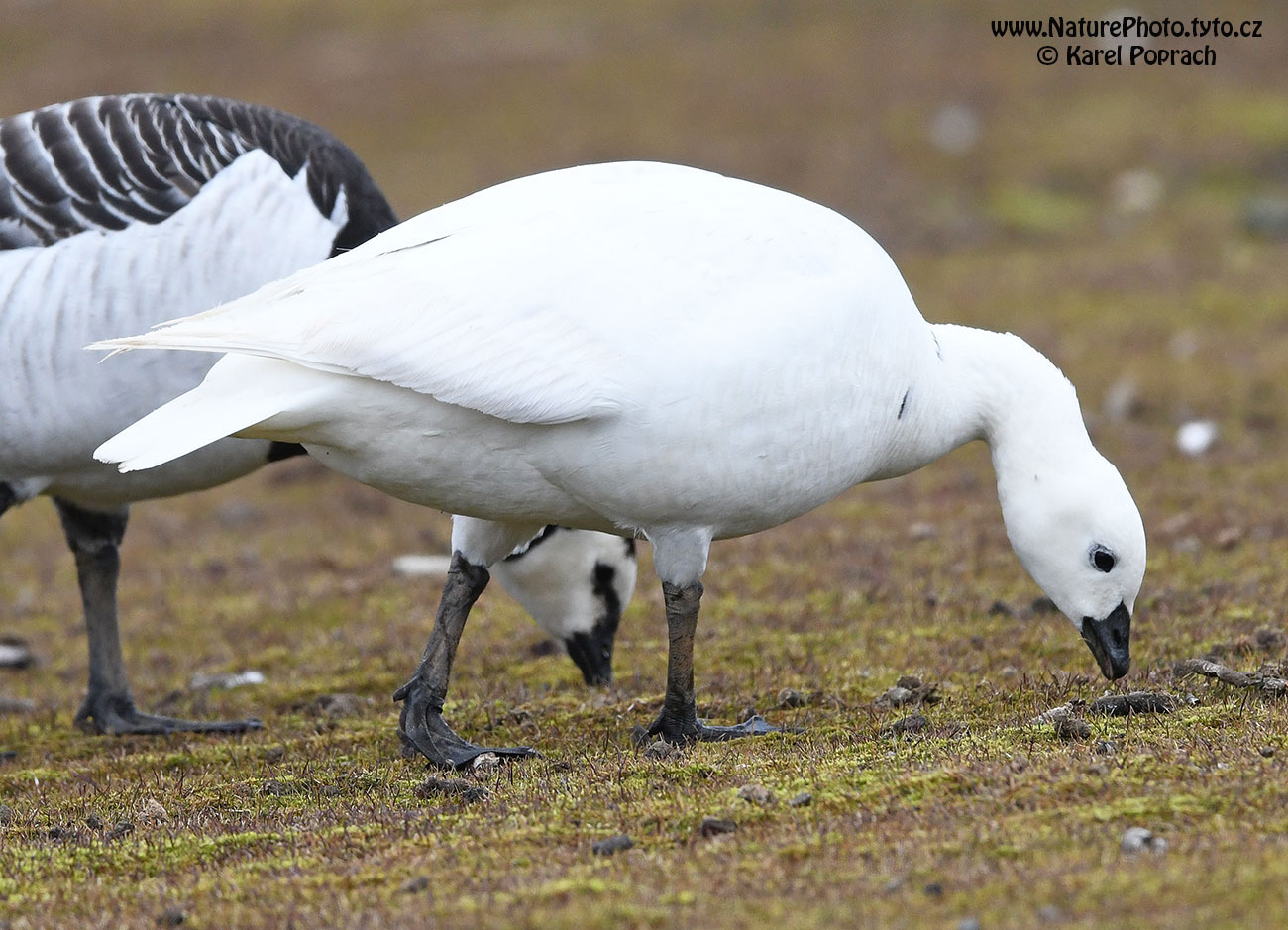 Branta leucopsis, Berneška bělolící
