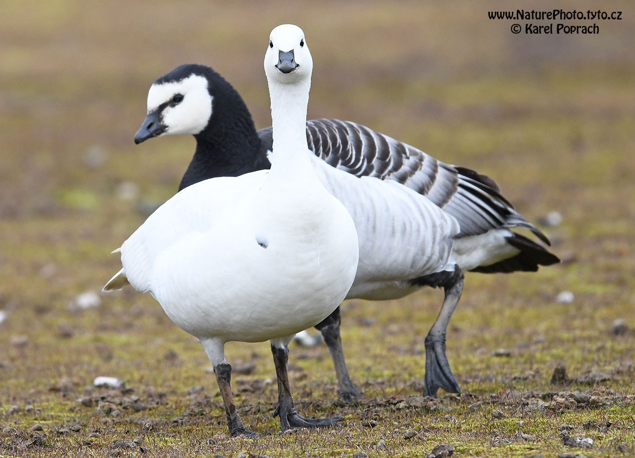 Branta leucopsis, Berneška bělolící