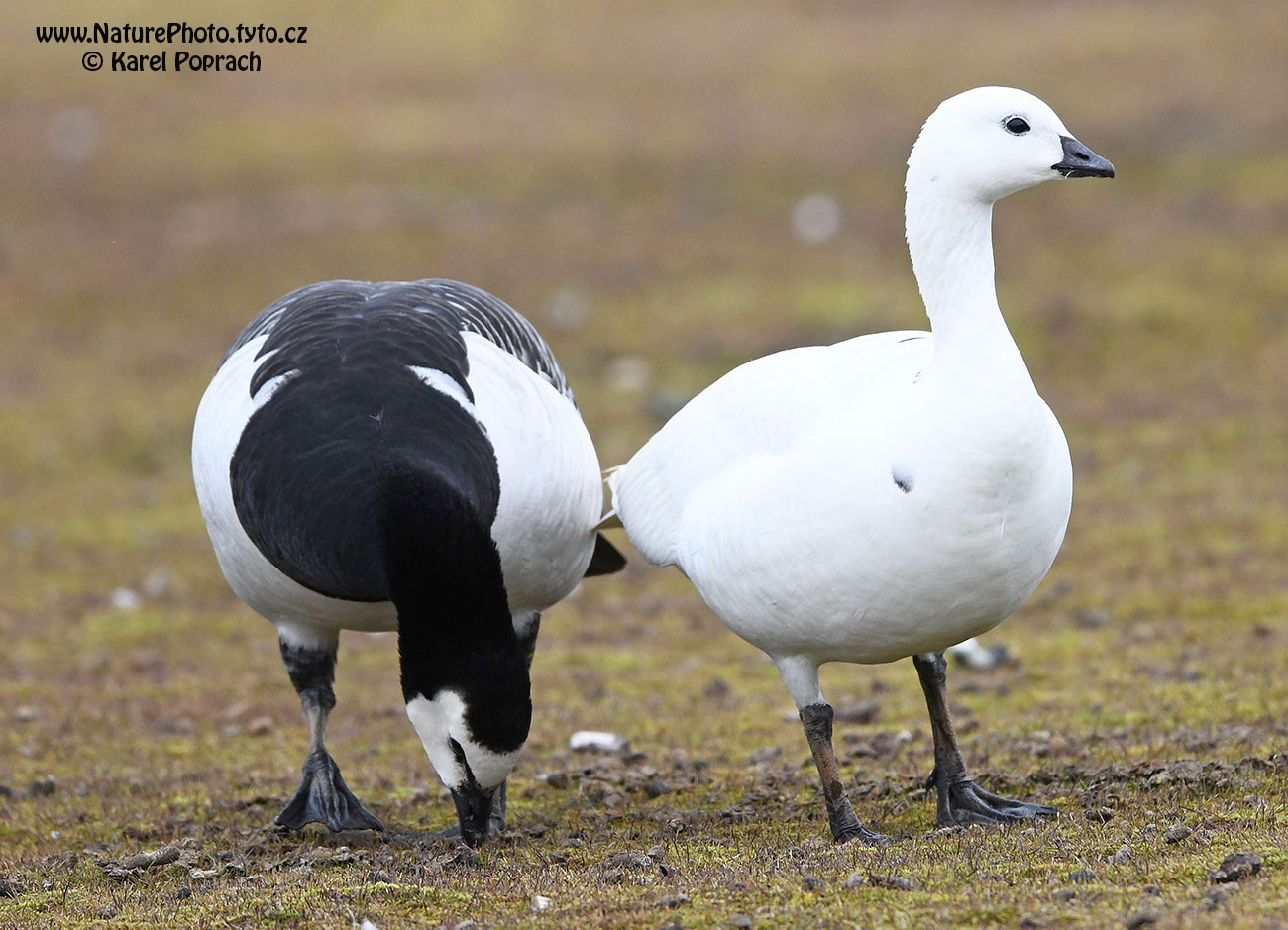 Branta leucopsis, Berneška bělolící