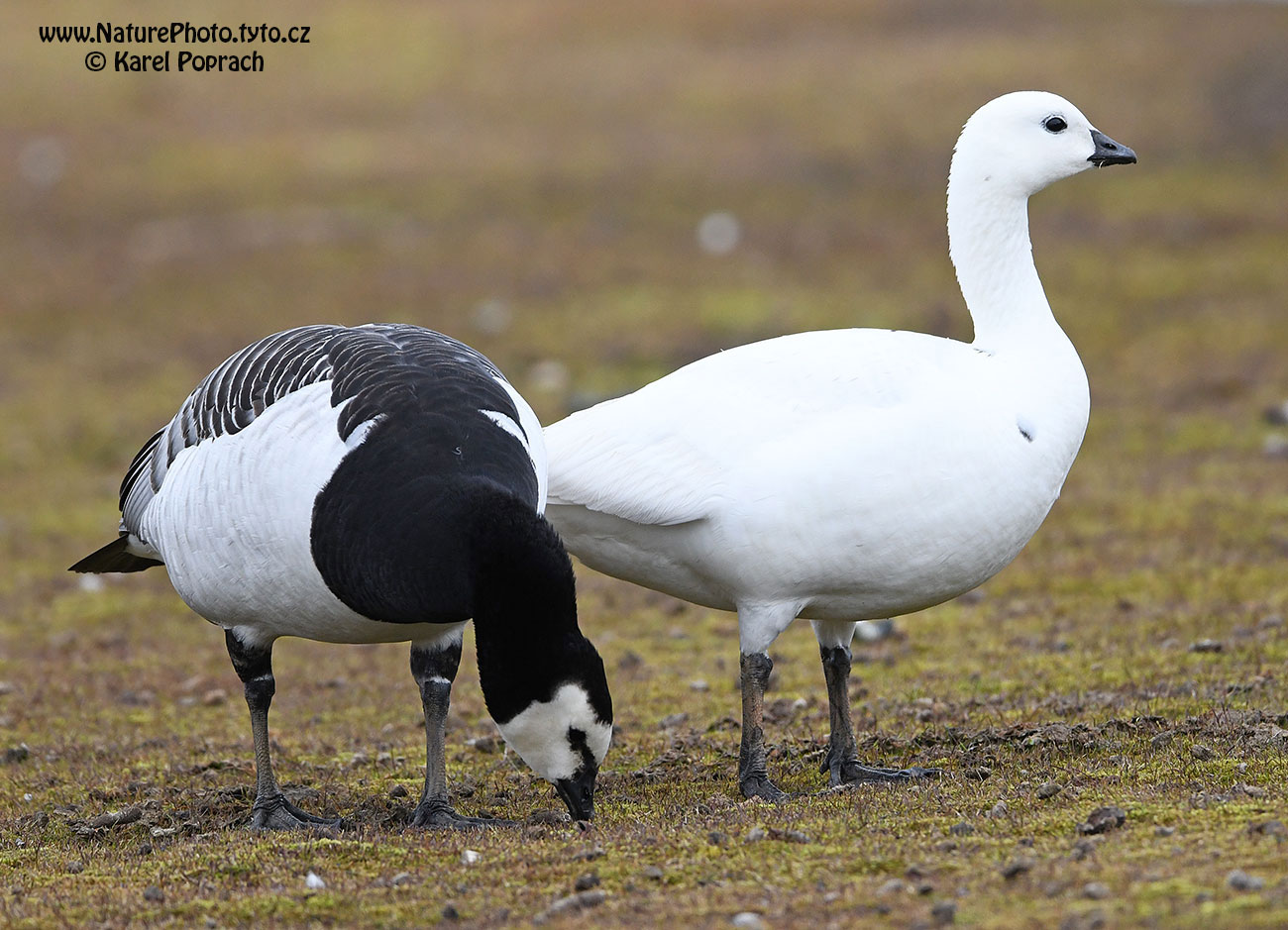 Branta leucopsis, Berneška bělolící