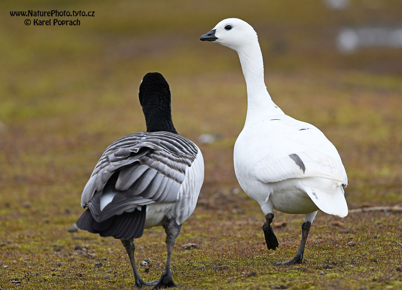 Branta leucopsis, Berneška bělolící
