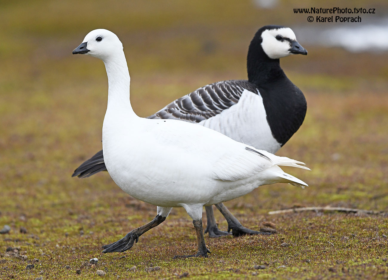 Branta leucopsis, Berneška bělolící