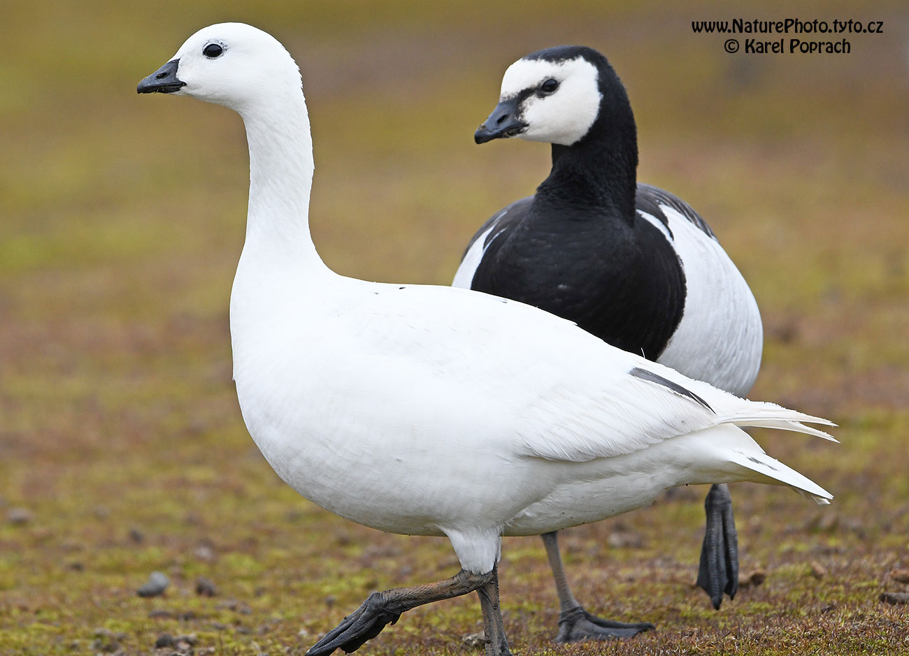 Branta leucopsis, Berneška bělolící