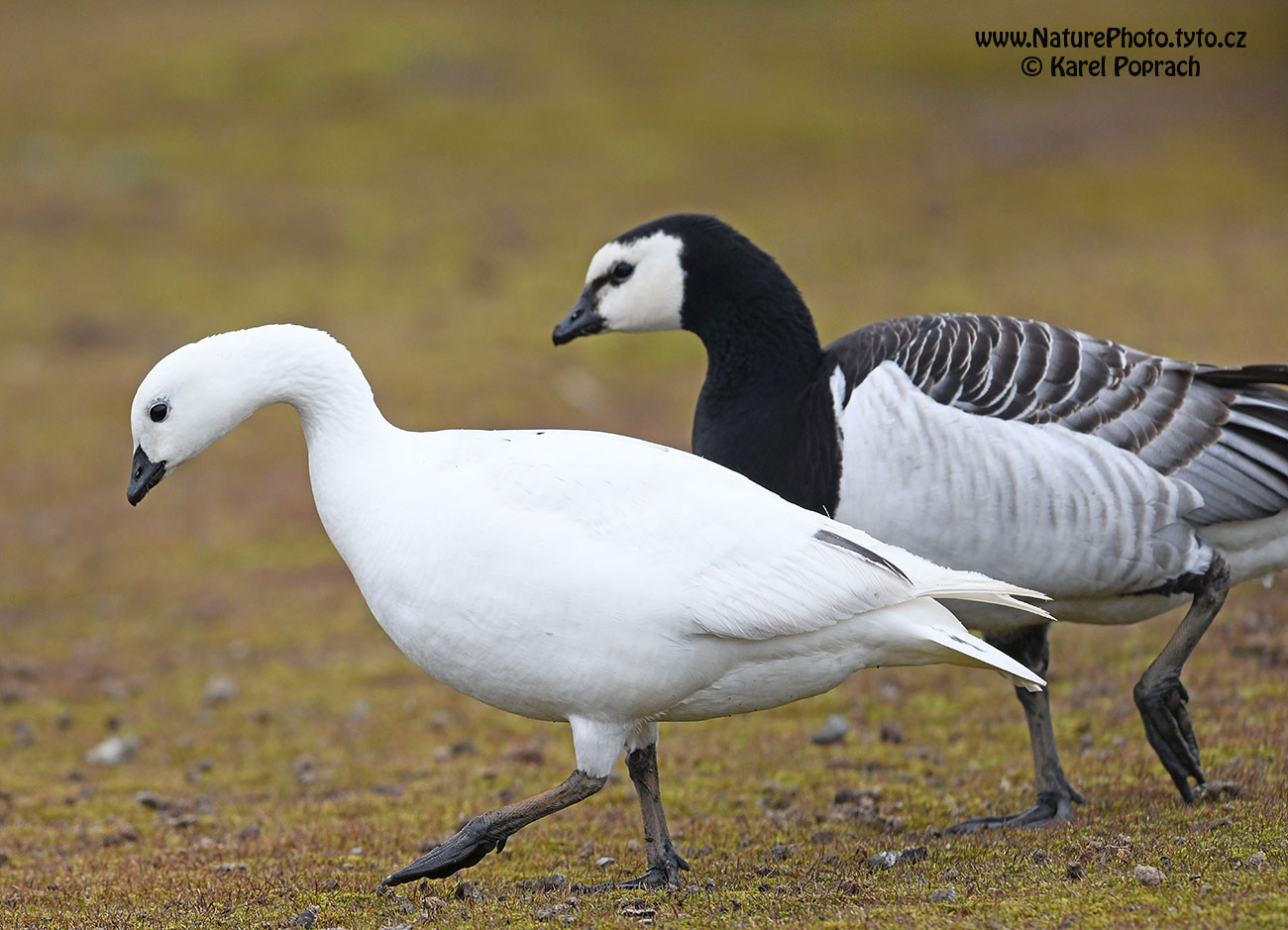 Branta leucopsis, Berneška bělolící