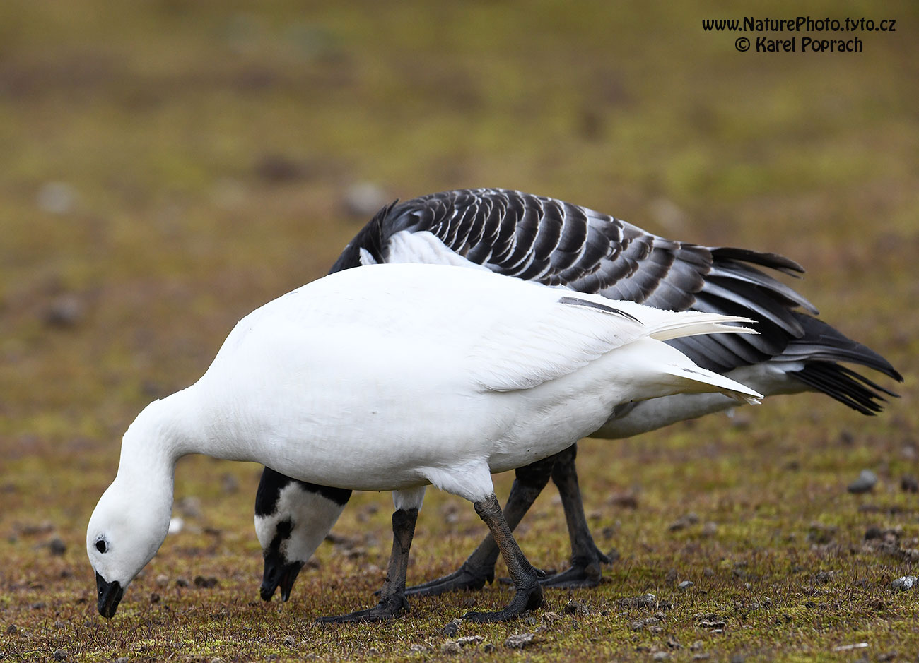 Branta leucopsis, Berneška bělolící