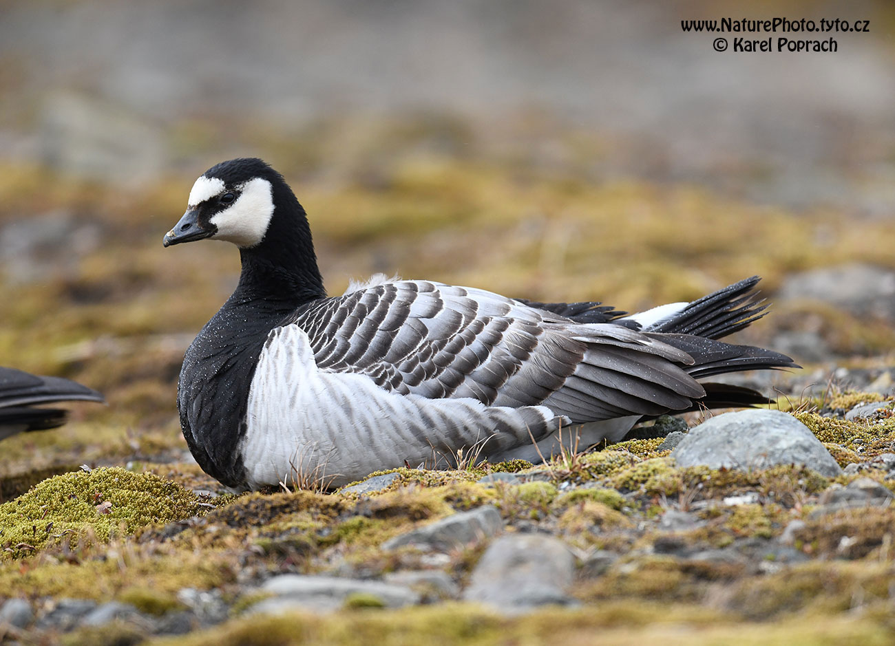 Branta leucopsis, Berneška bělolící