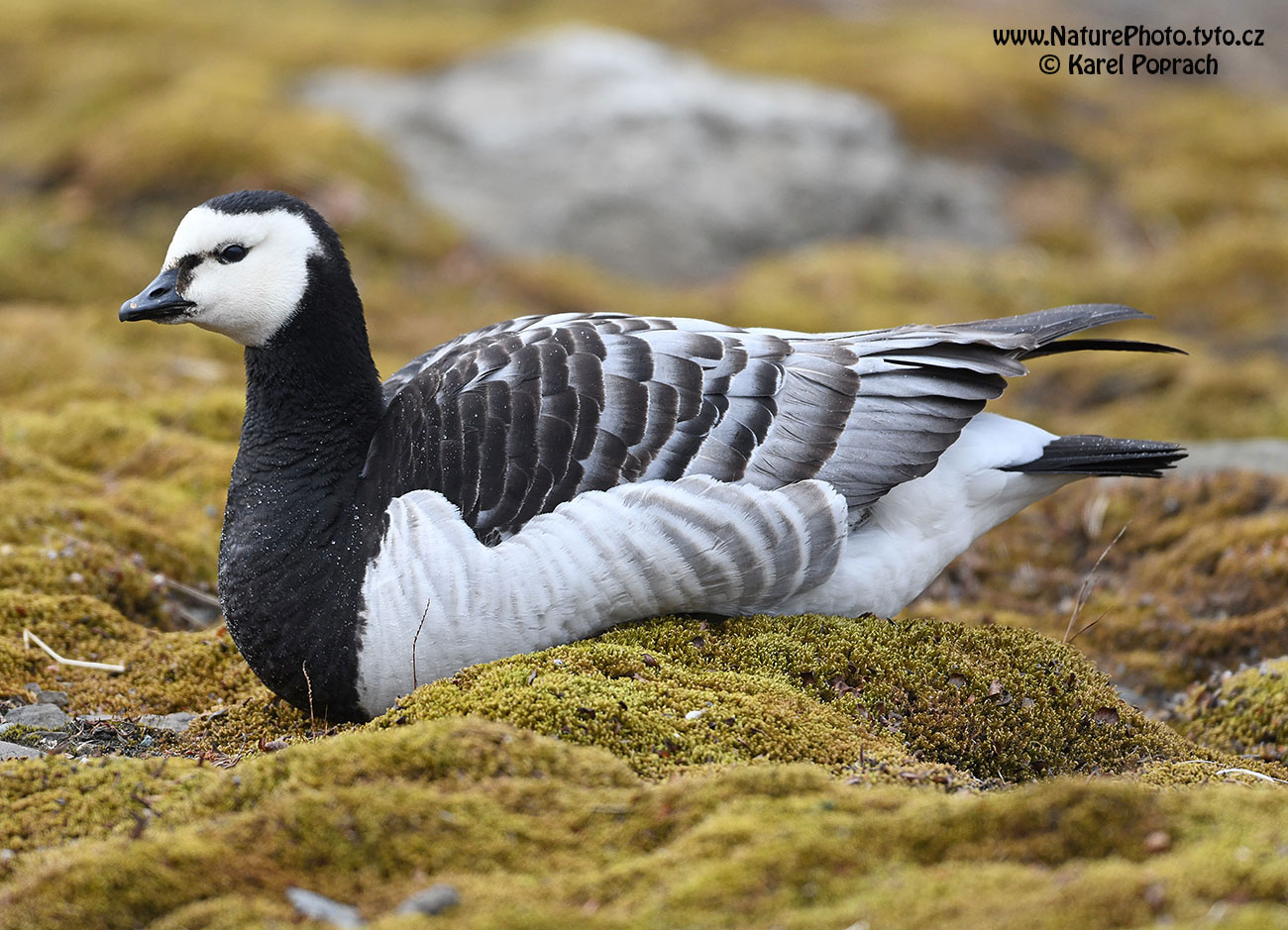 Branta leucopsis, Berneška bělolící