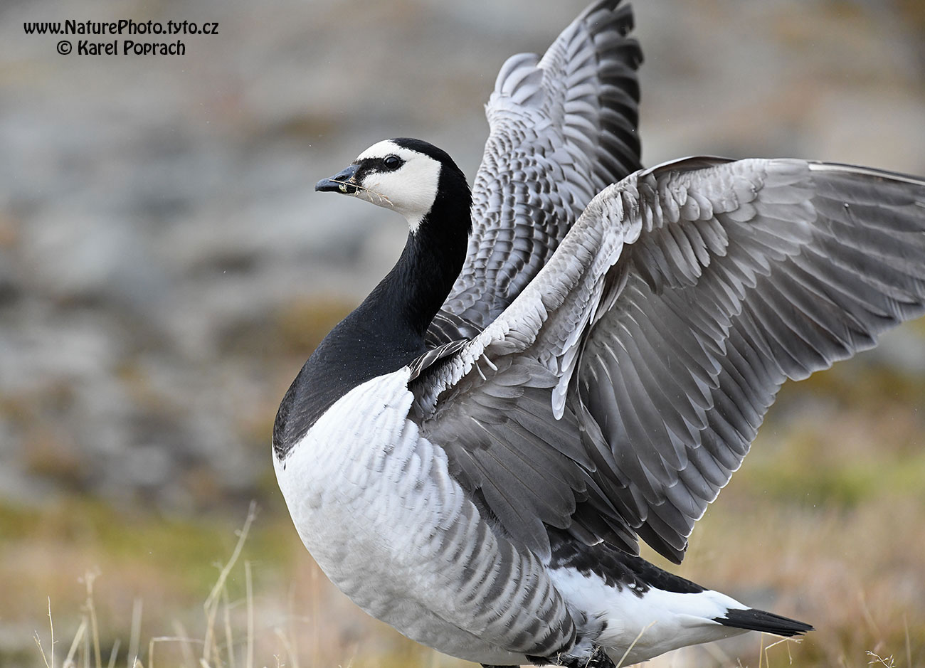 Branta leucopsis, Berneška bělolící
