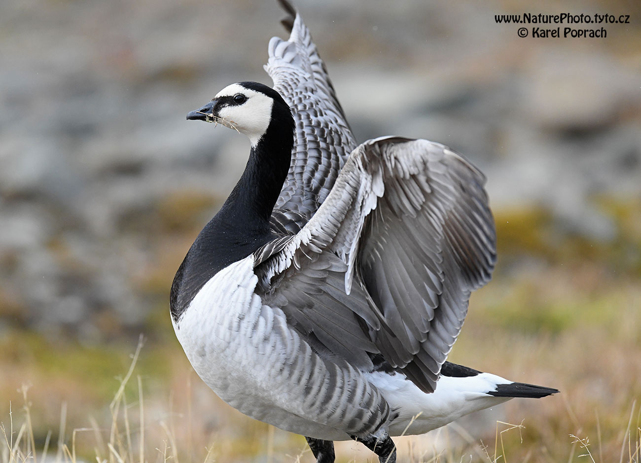 Branta leucopsis, Berneška bělolící