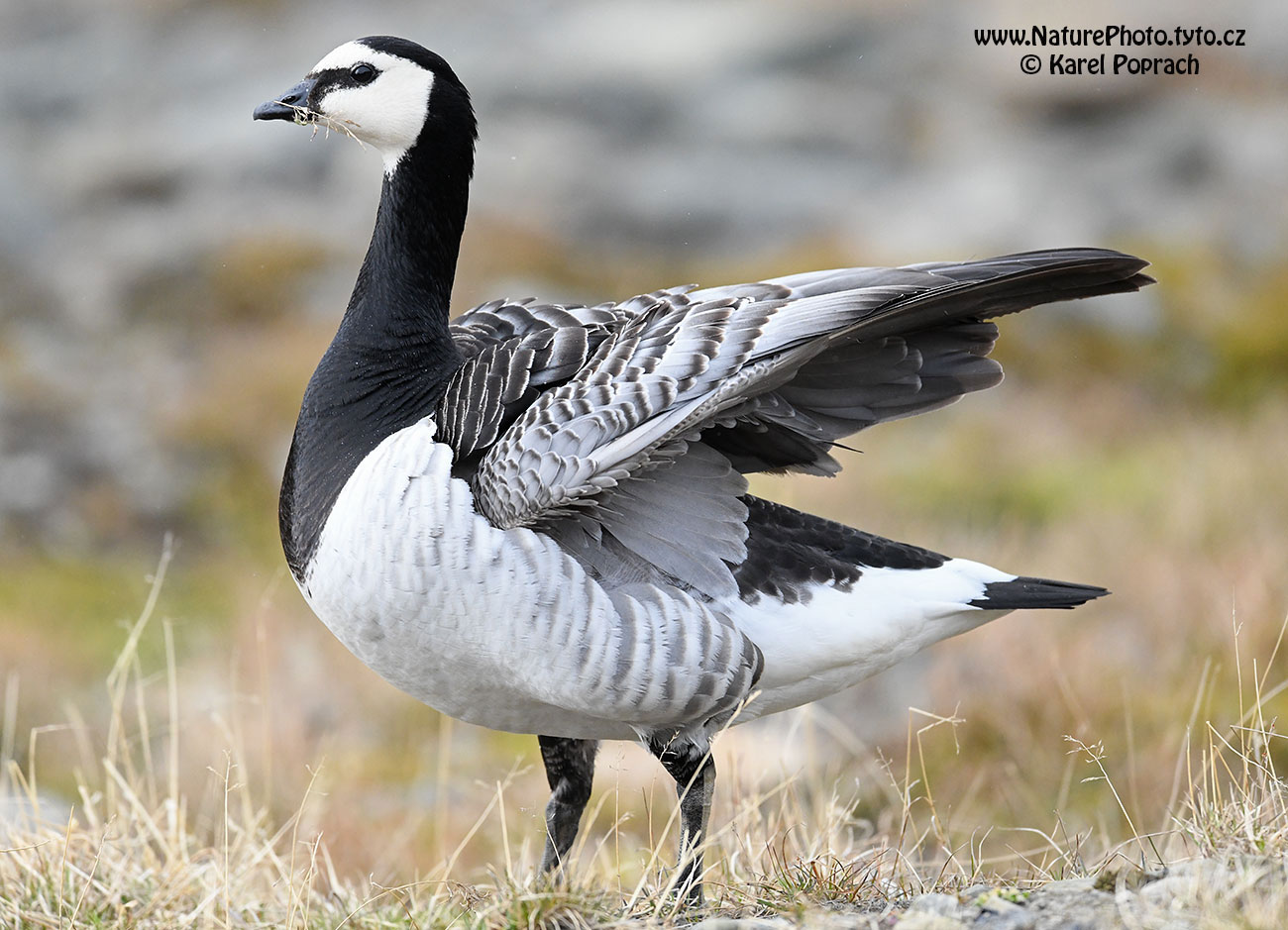 Branta leucopsis, Berneška bělolící