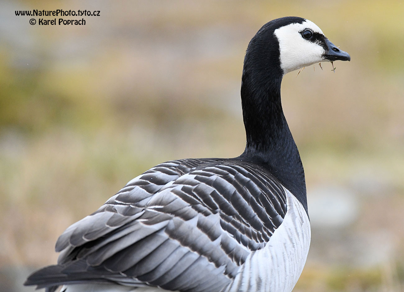 Branta leucopsis, Berneška bělolící