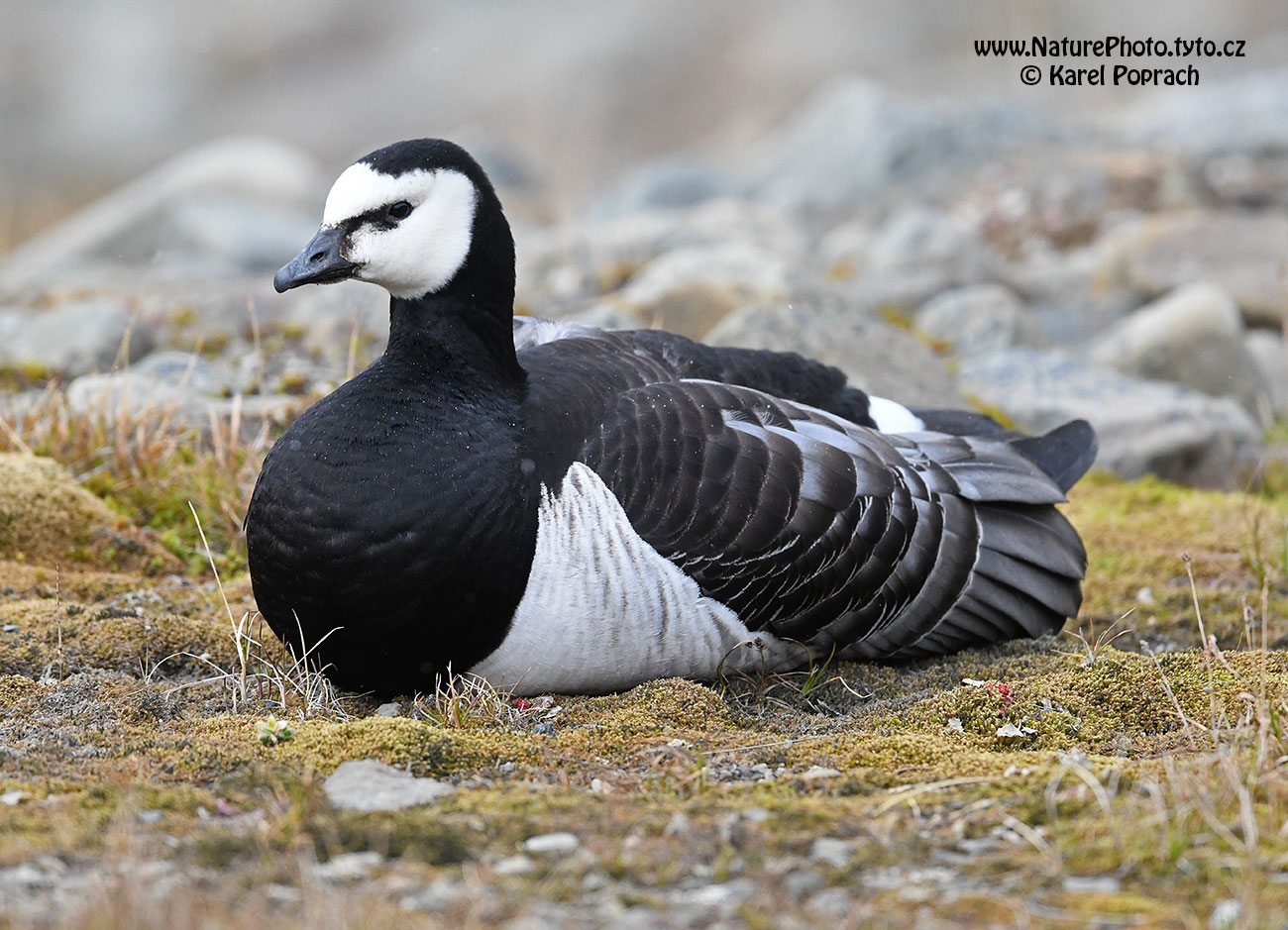 Branta leucopsis, Berneška bělolící