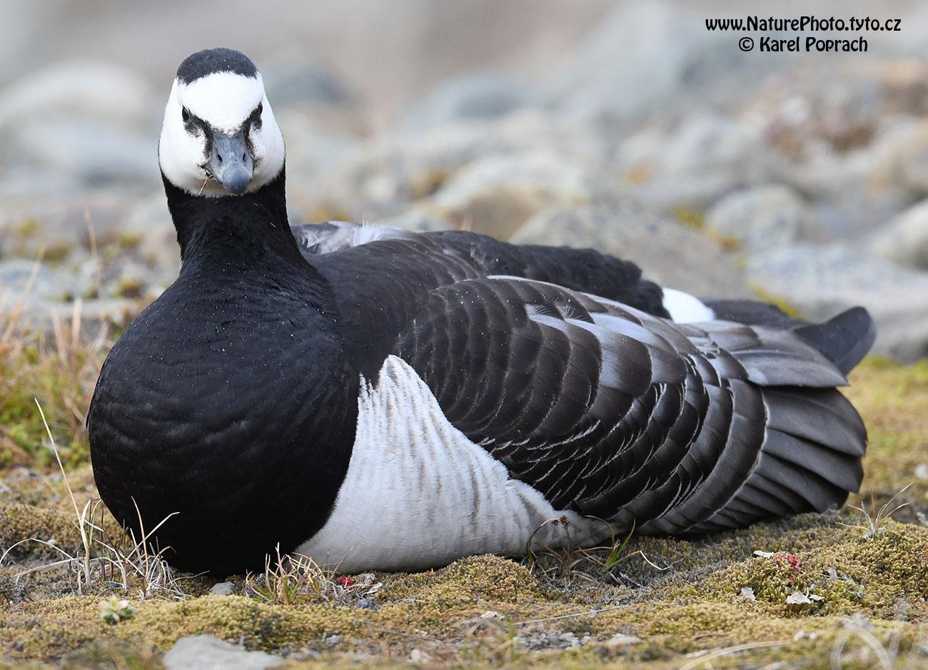 Branta leucopsis, Berneška bělolící