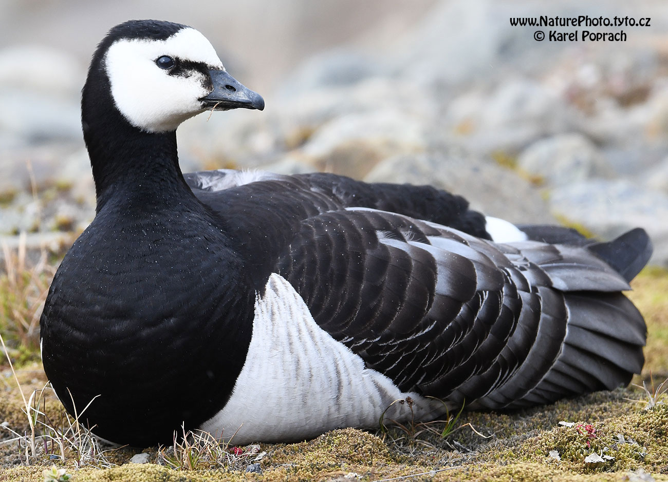 Branta leucopsis, Berneška bělolící