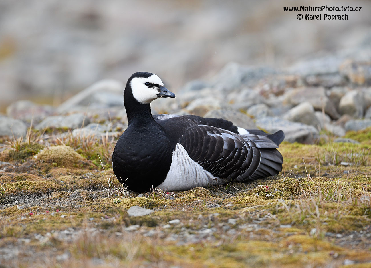 Branta leucopsis, Berneška bělolící