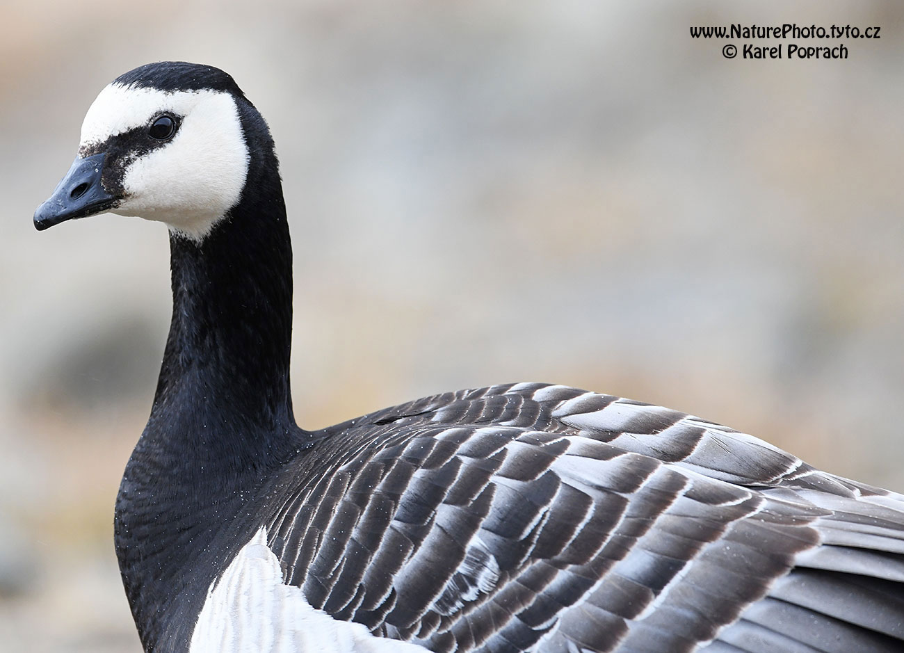 Branta leucopsis, Berneška bělolící