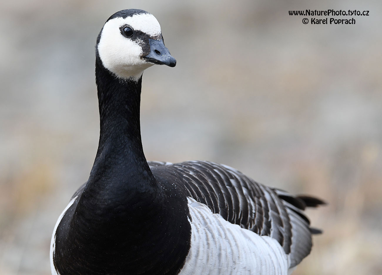 Branta leucopsis, Berneška bělolící