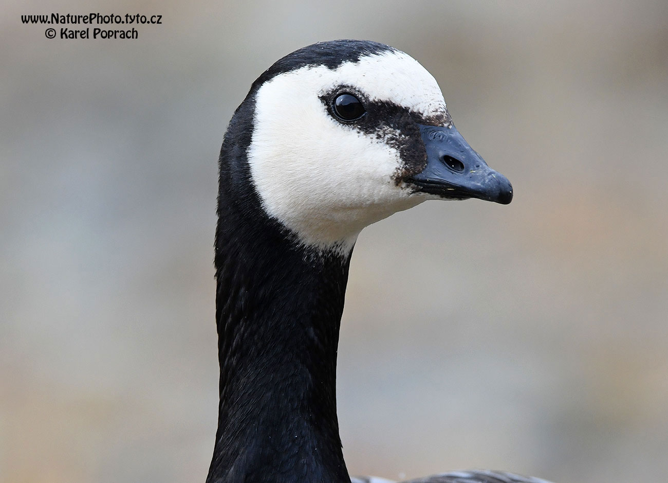 Branta leucopsis, Berneška bělolící