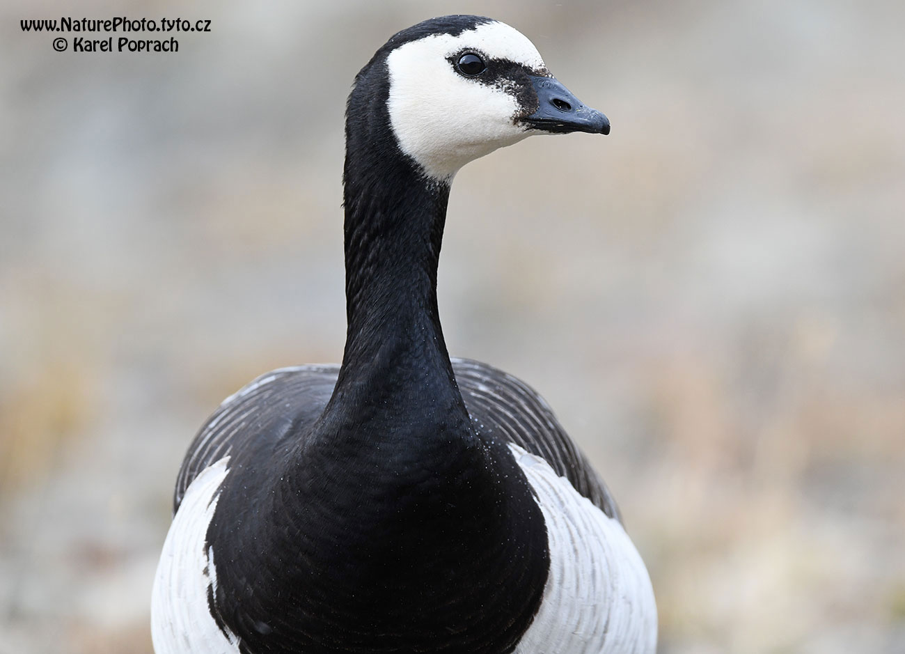 Branta leucopsis, Berneška bělolící