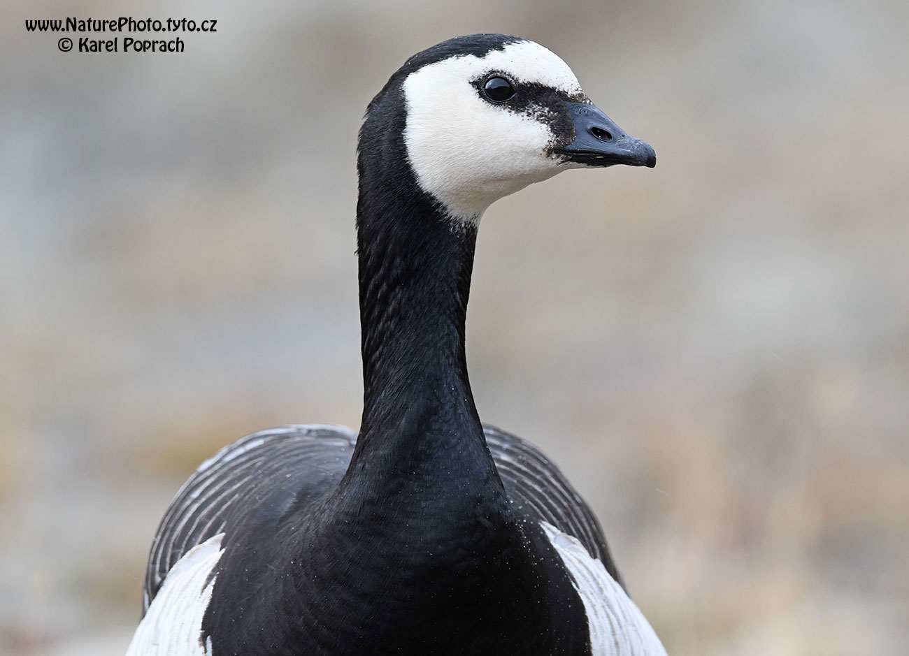 Branta leucopsis, Berneška bělolící