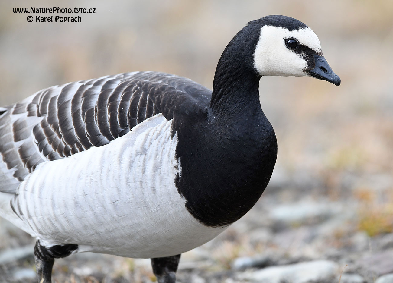 Branta leucopsis, Berneška bělolící