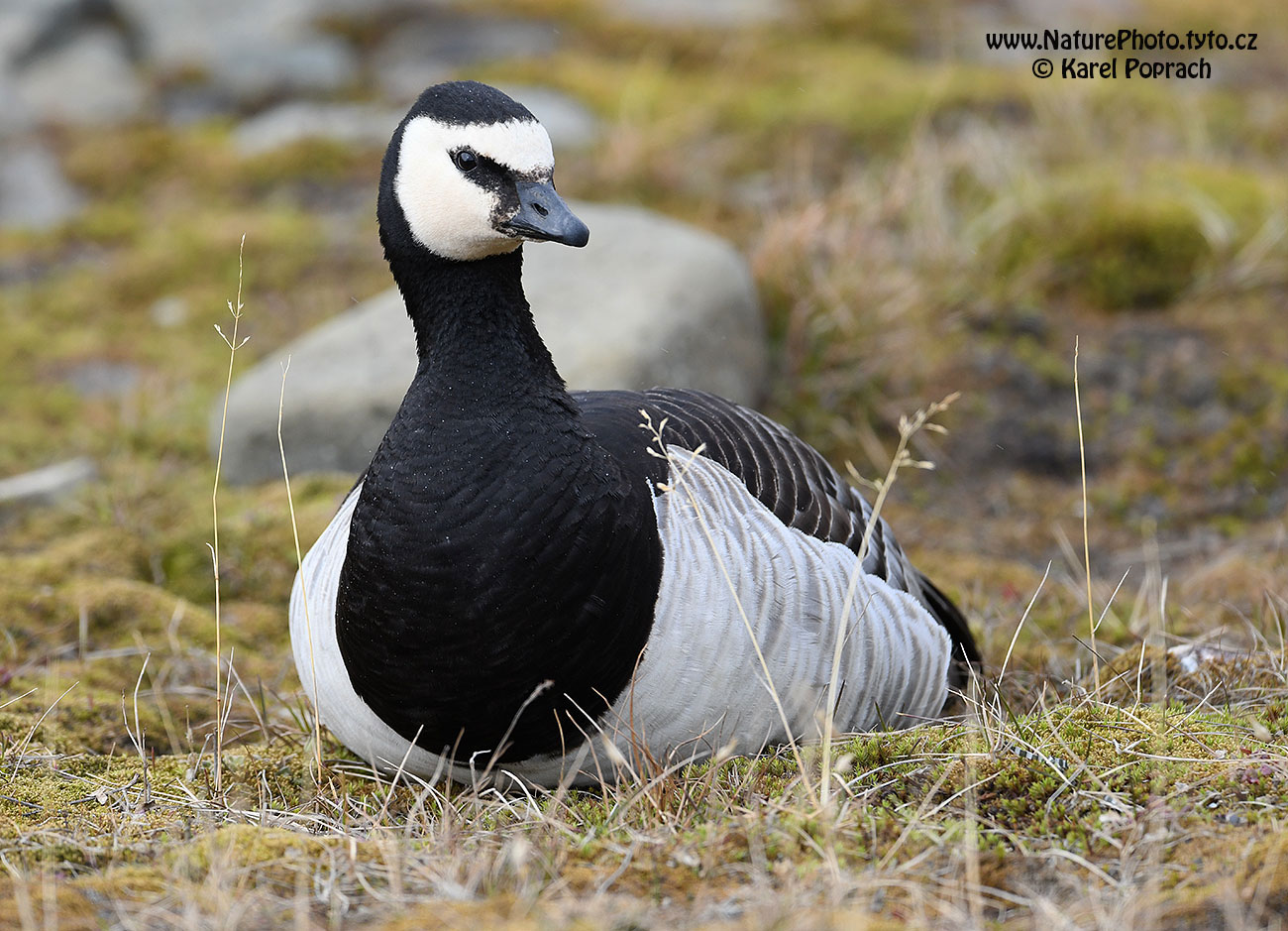 Branta leucopsis, Berneška bělolící