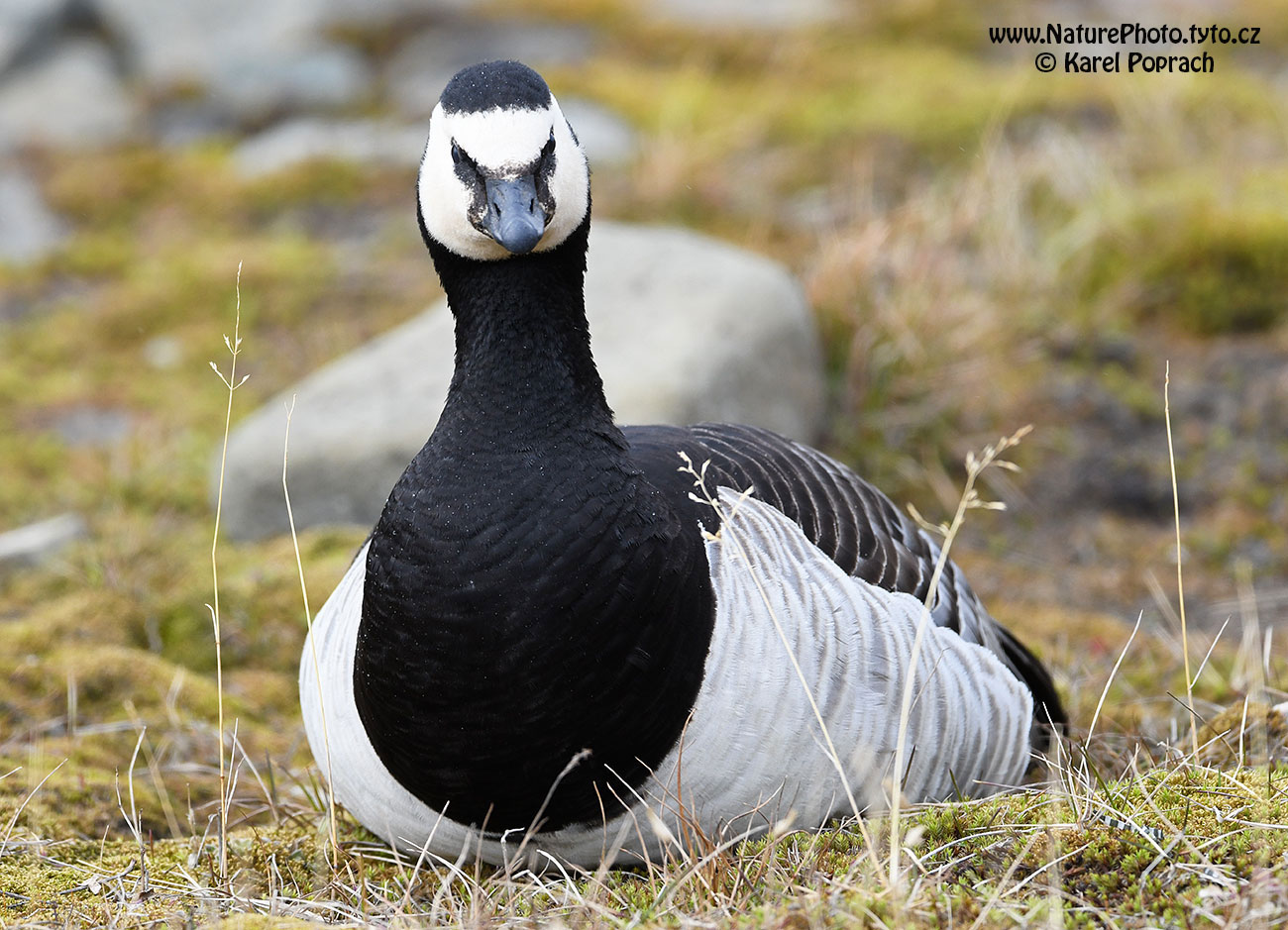 Branta leucopsis, Berneška bělolící
