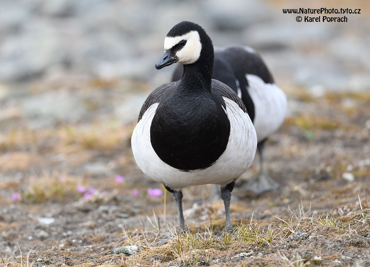 Branta leucopsis, Berneška bělolící