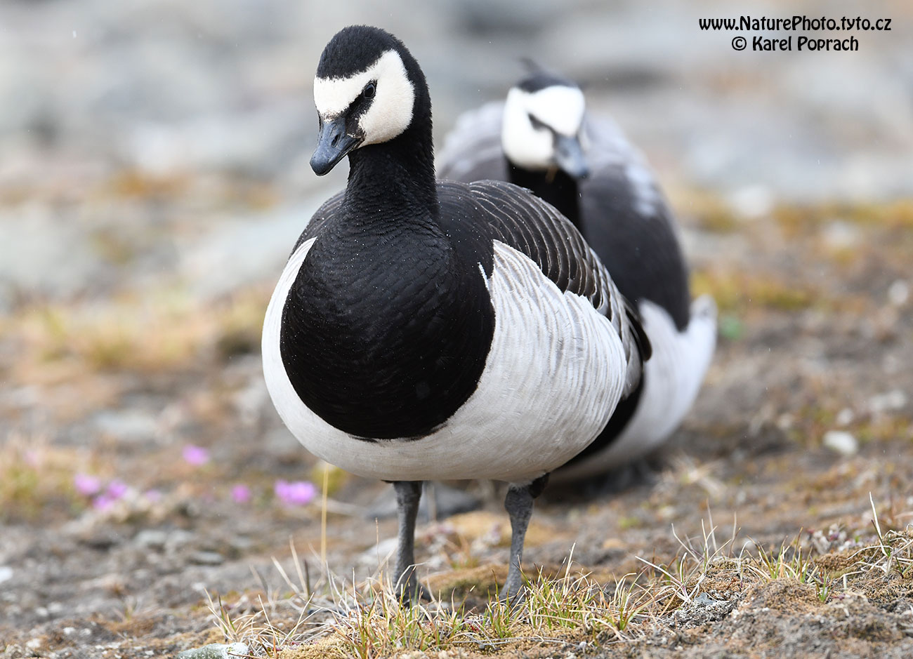 Branta leucopsis, Berneška bělolící