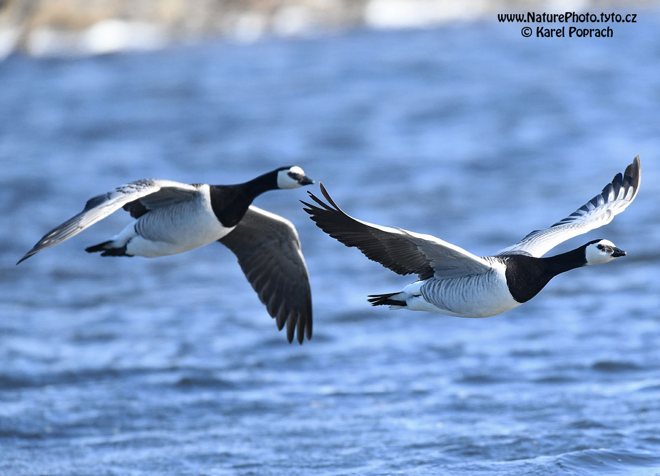 Branta leucopsis, Berneška bělolící
