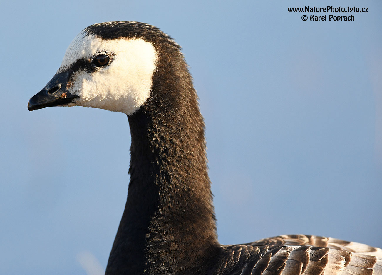 Branta leucopsis, Berneška bělolící