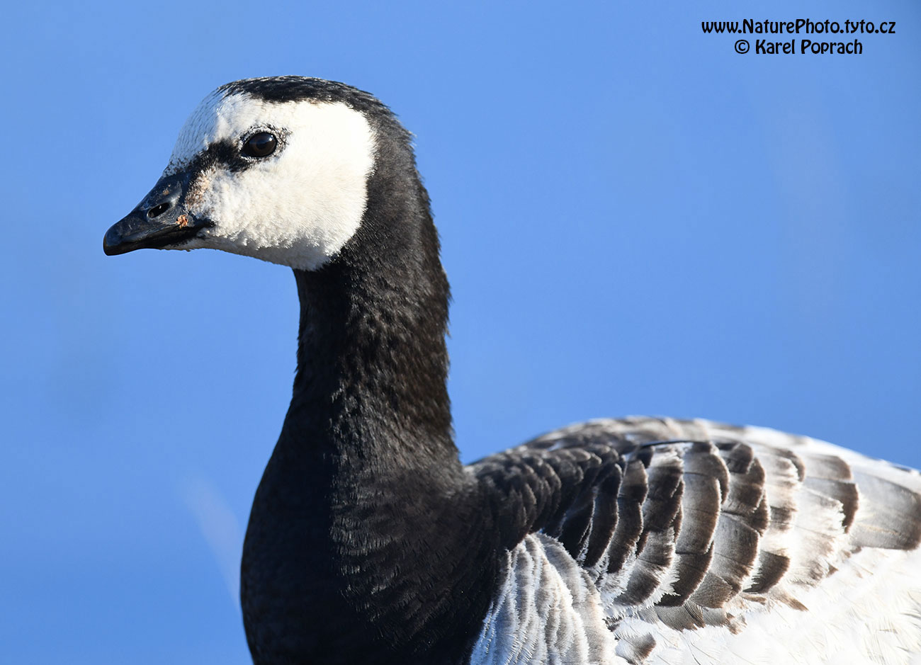 Branta leucopsis, Berneška bělolící