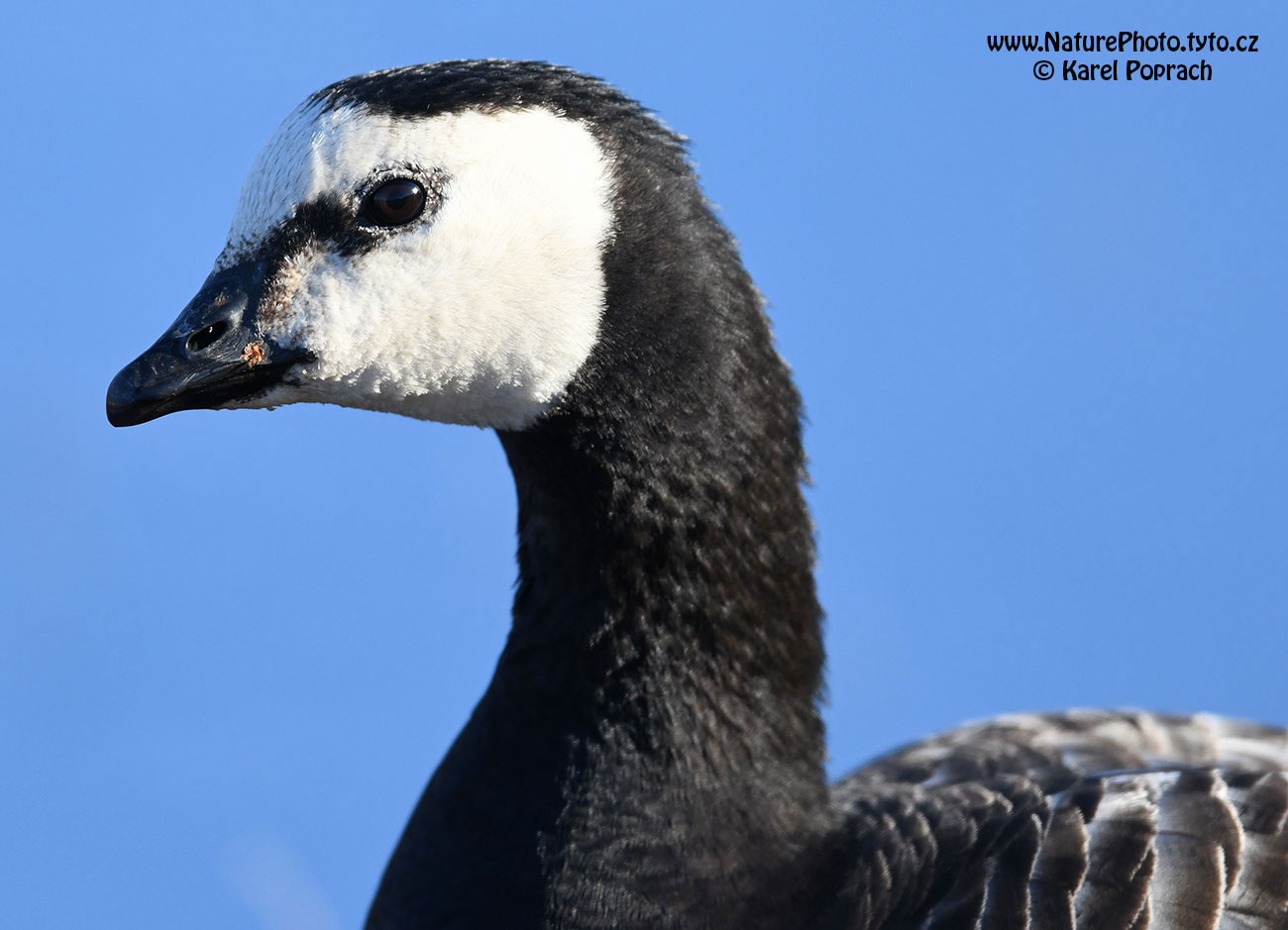 Branta leucopsis, Berneška bělolící