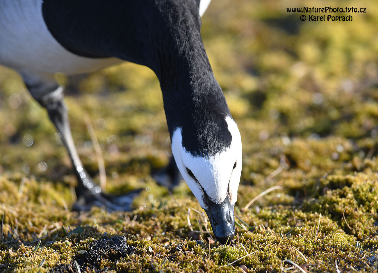 Branta leucopsis, Berneška bělolící