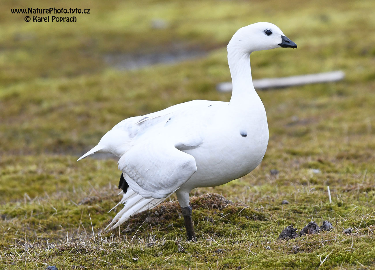 Branta leucopsis, Berneška bělolící