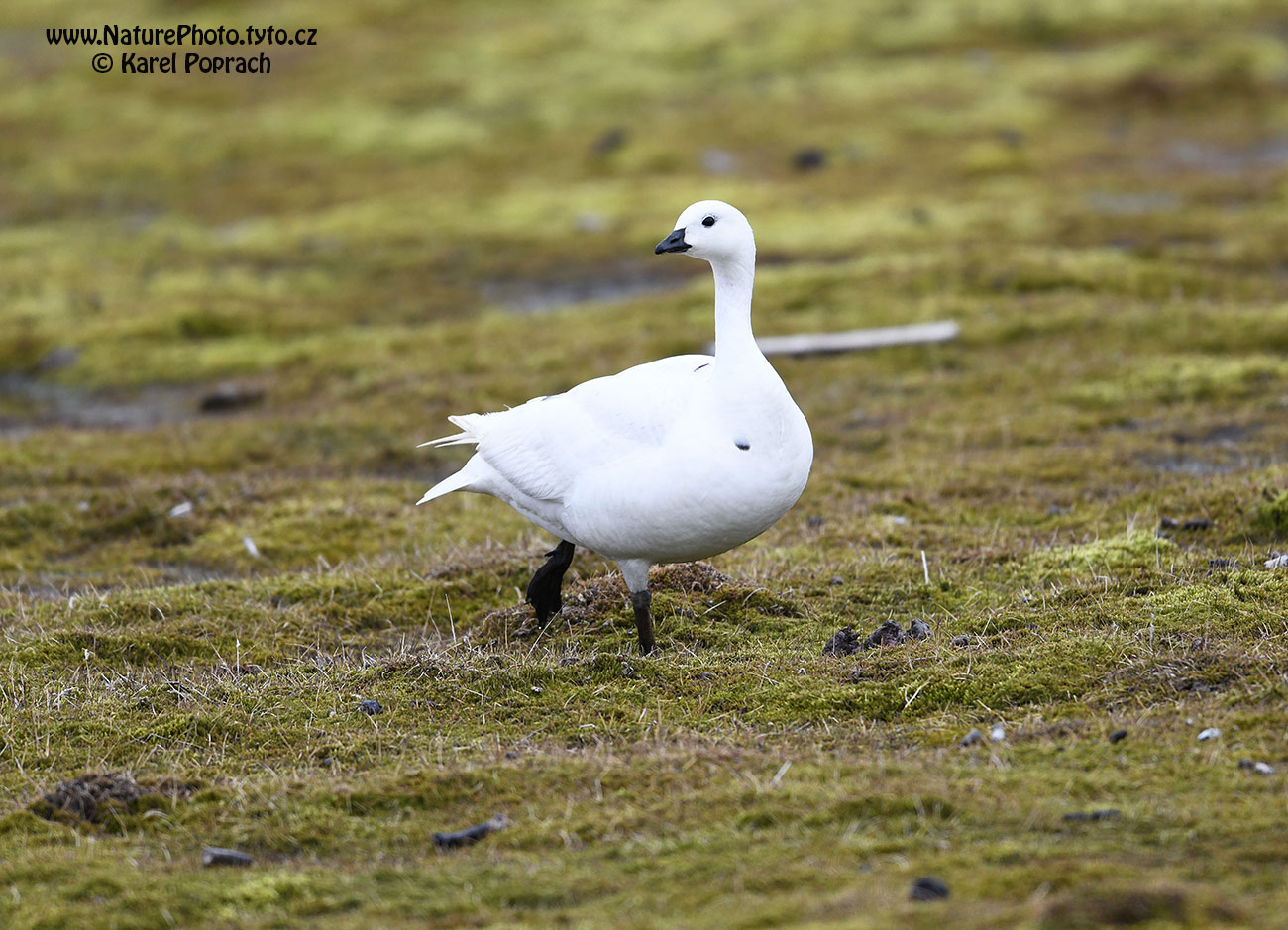 Branta leucopsis, Berneška bělolící